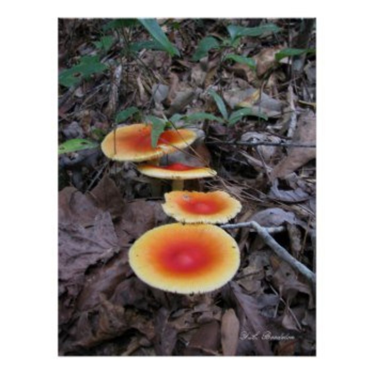 fall-fungi-witches-brew