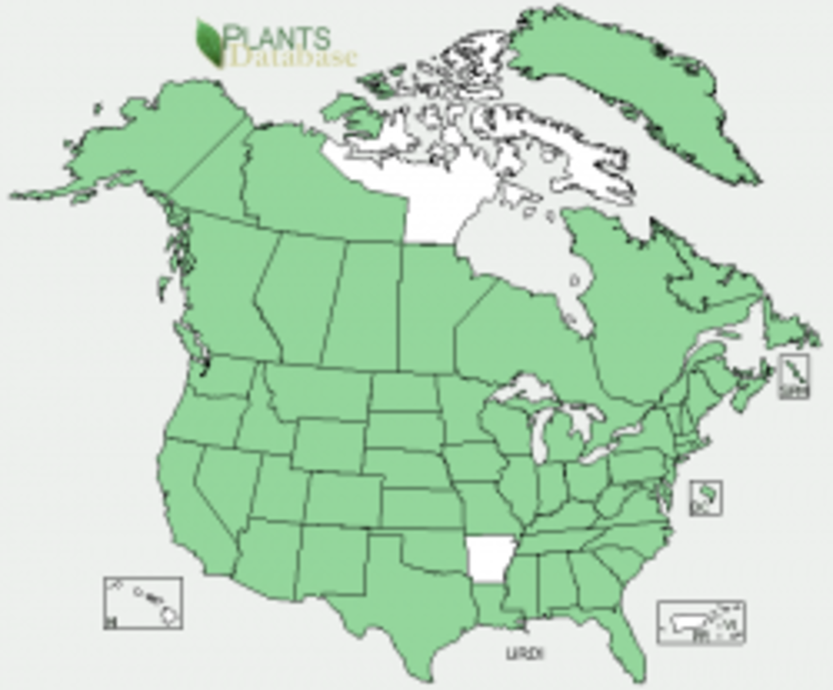 Distribution of stinging nettle in the U.S.  From USDA website.  Notice the one spot of white among the green.