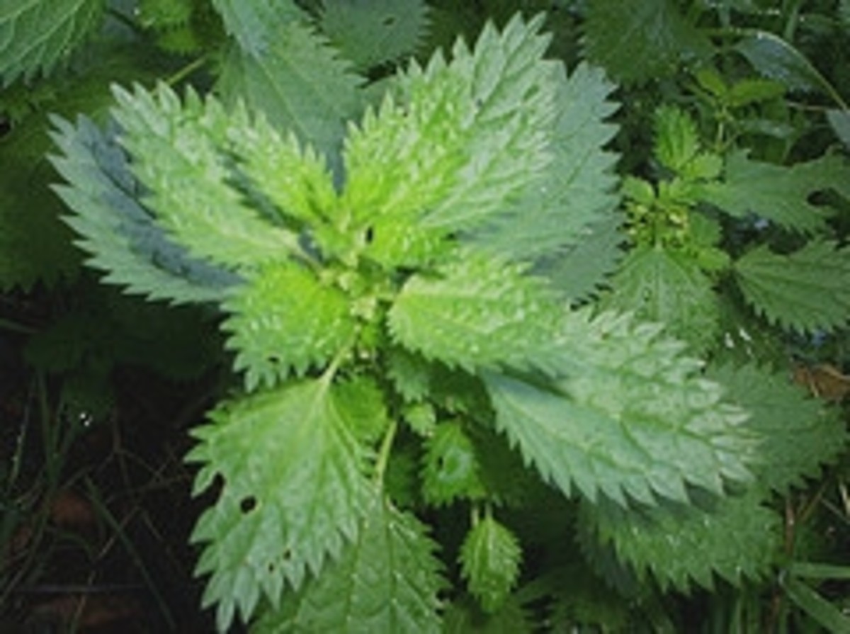 Another stinging nettle photo from my backyard!