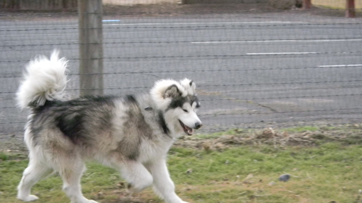 How To Exercise Alaskan Malamute Dogs