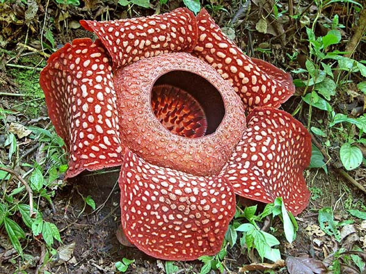 Rafflesia – Queen of Parasites and the Biggest Flower on Earth
