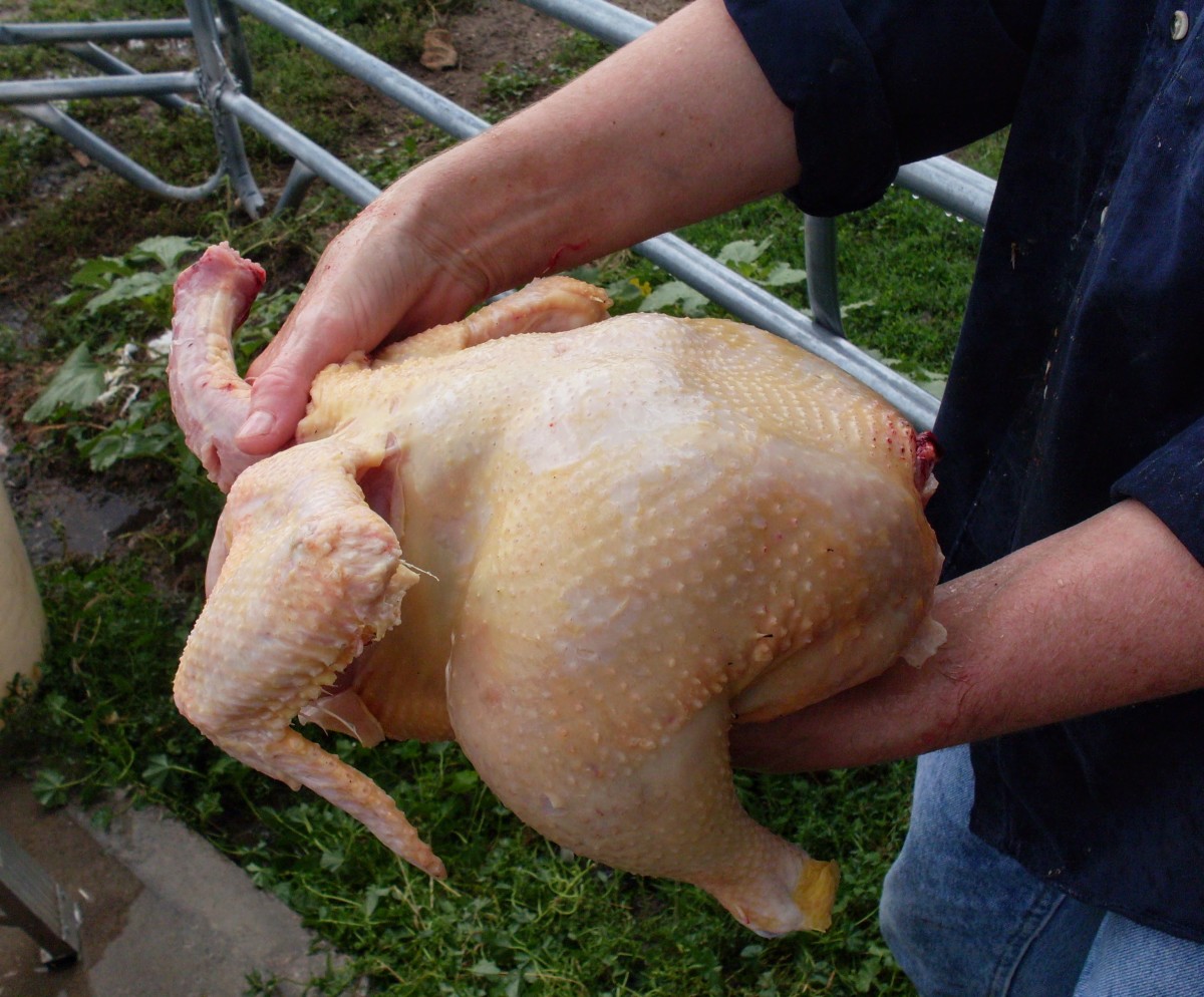 How to Butcher a Chicken, Part 2 Gutting, and Cutting Chickens into Parts HubPages