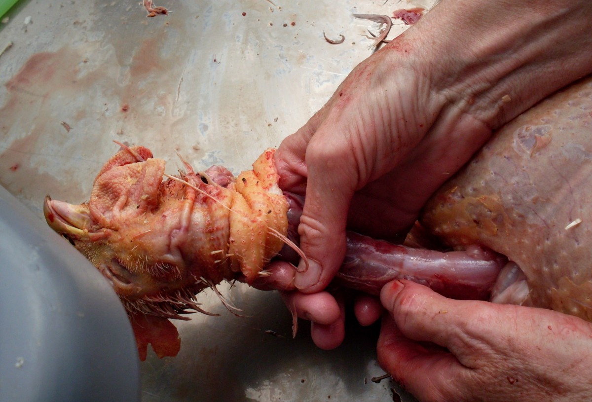 Next, pull the head and neck skin off...or cut between vertebrae if pulling is especially difficult.