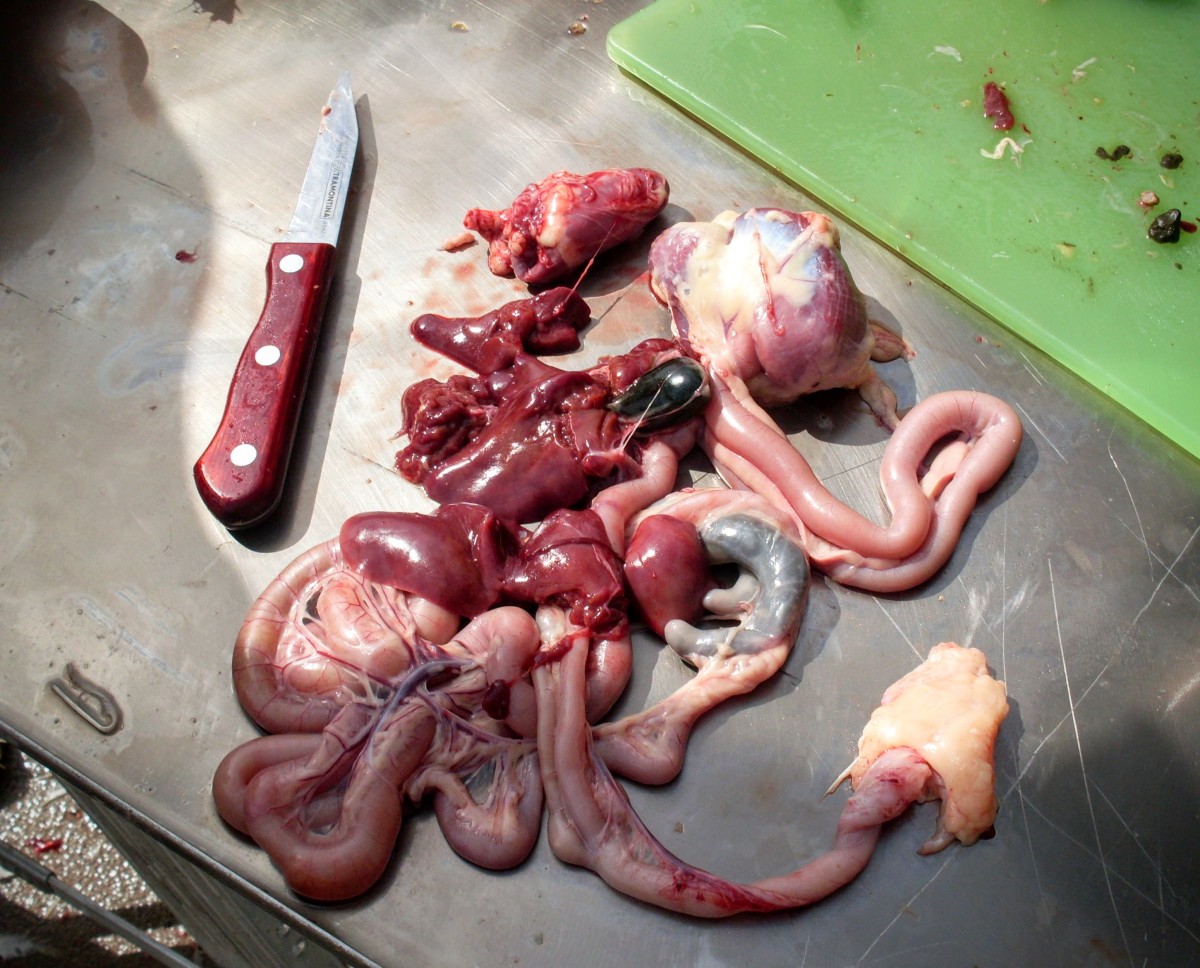 Here are all the major guts and organs. Be sure you remove them all. Save the heart, gizzard, and liver (giblets), if you wish. Discard the rest. (See below for how to detach the giblets.)