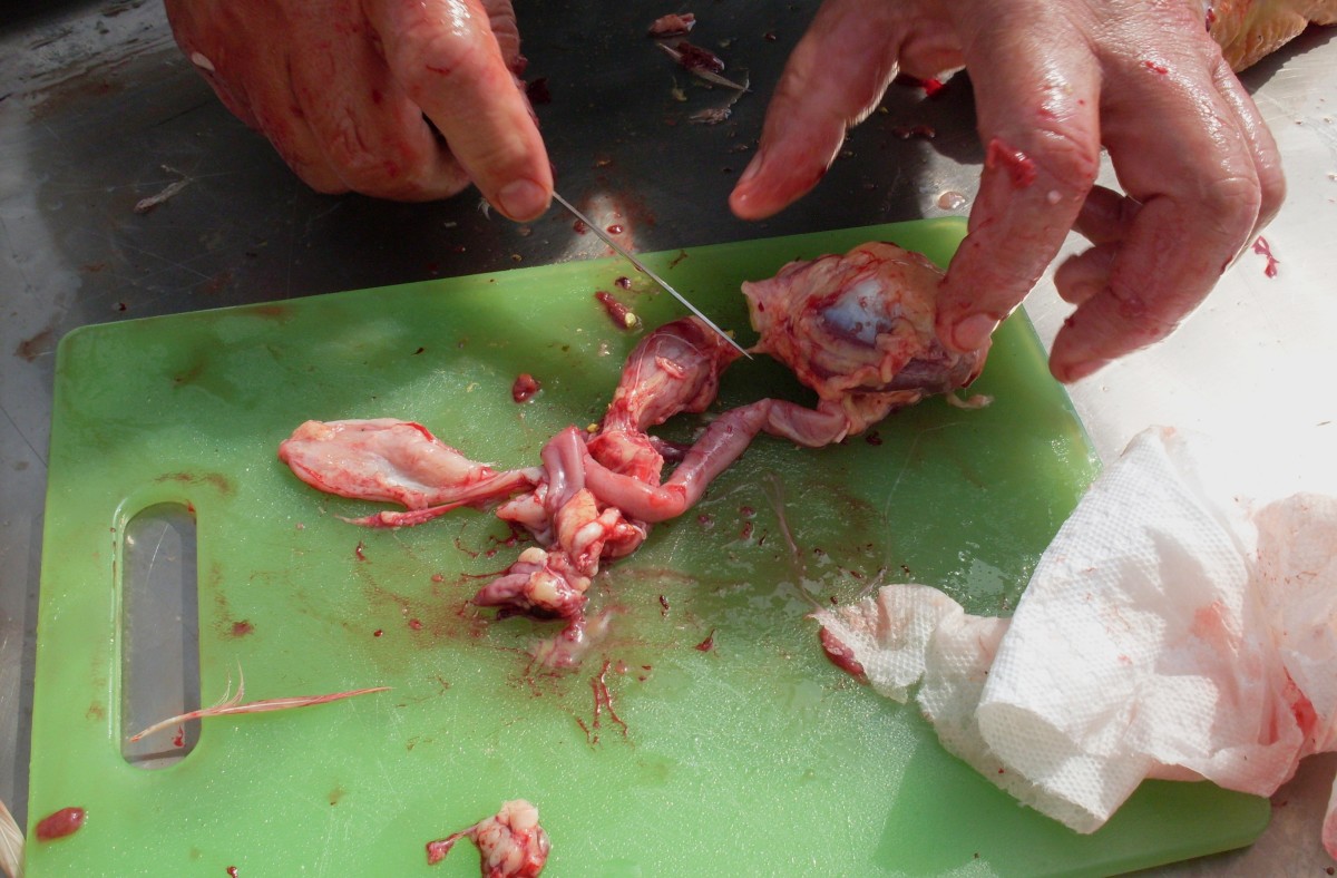 Cut gizzard away from intestines. (Gizzards are slippery, be careful.)