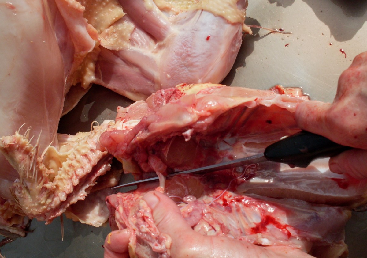 Cut into the center breast cartilage.