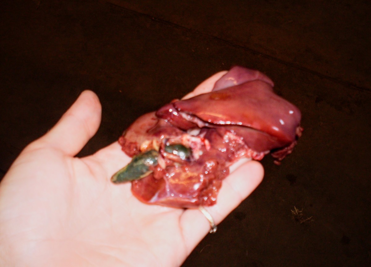Here is a liver, with gall bladder attached. Cut off gall bladder, gently.