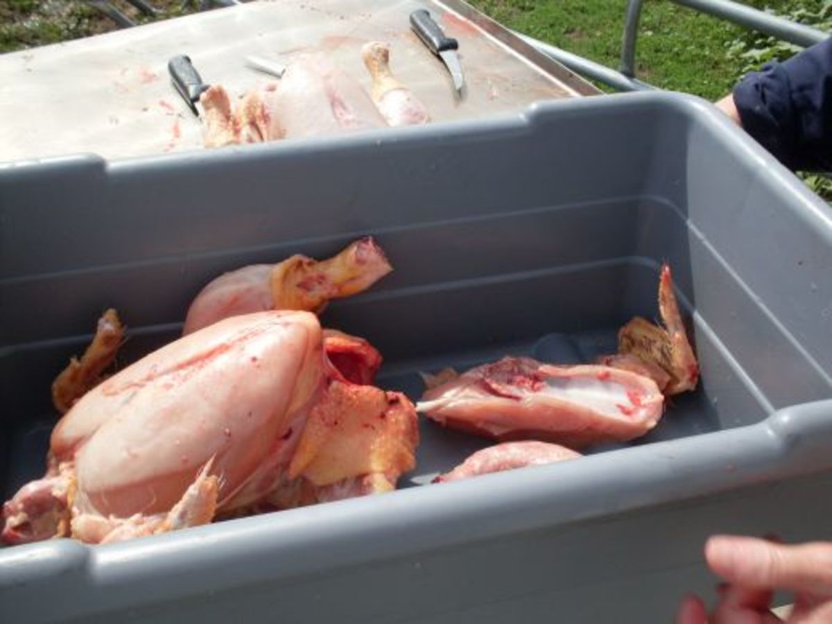 Place gutted chickens in your hauling tubs, ready for their final cleaning.