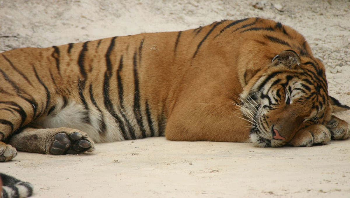Beautiful, endangered tigers