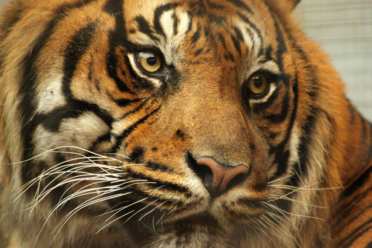 Help save endangered tigers