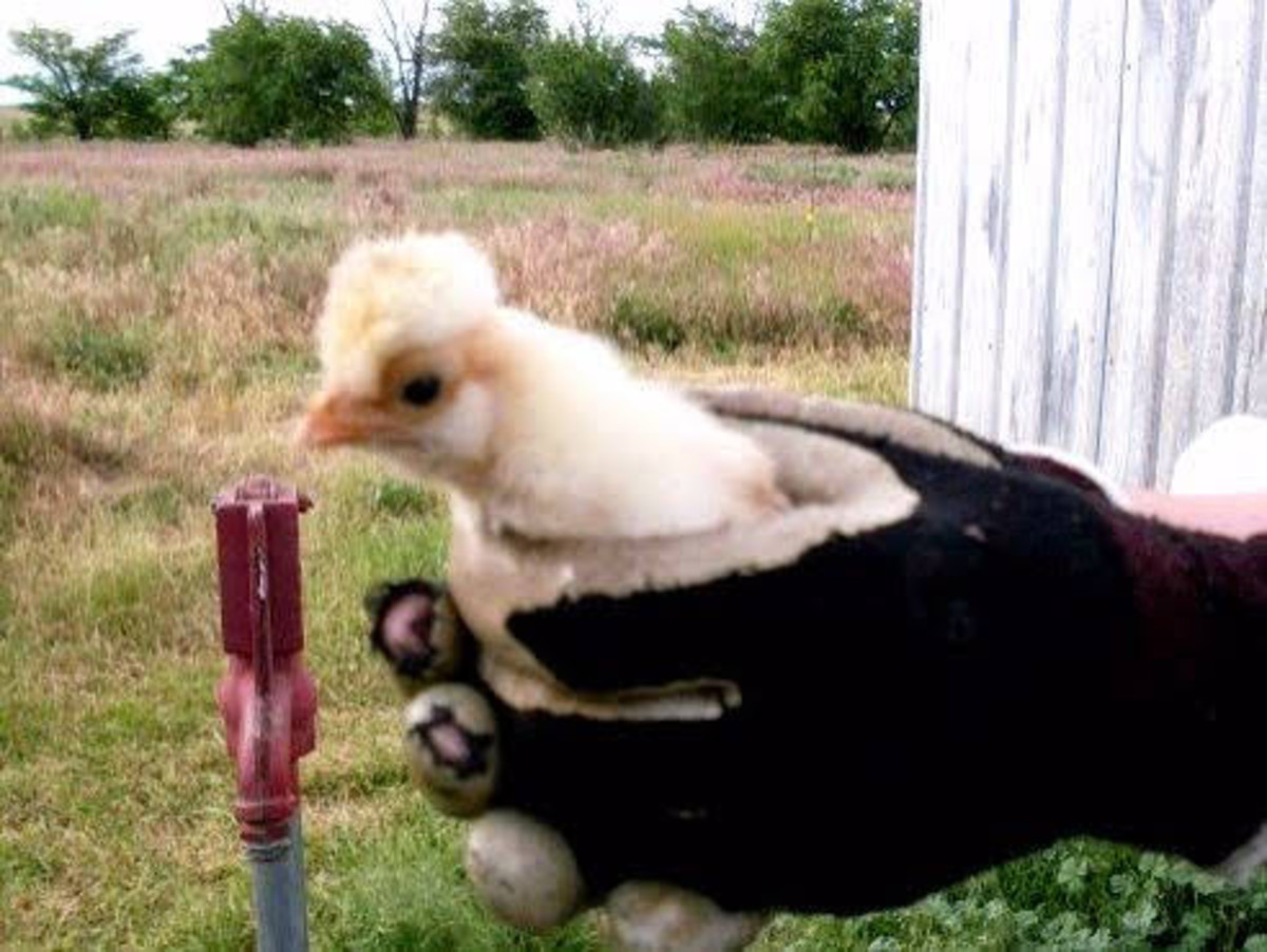 The Buff Laced Polish RoosterPersonality and WellBeing HubPages