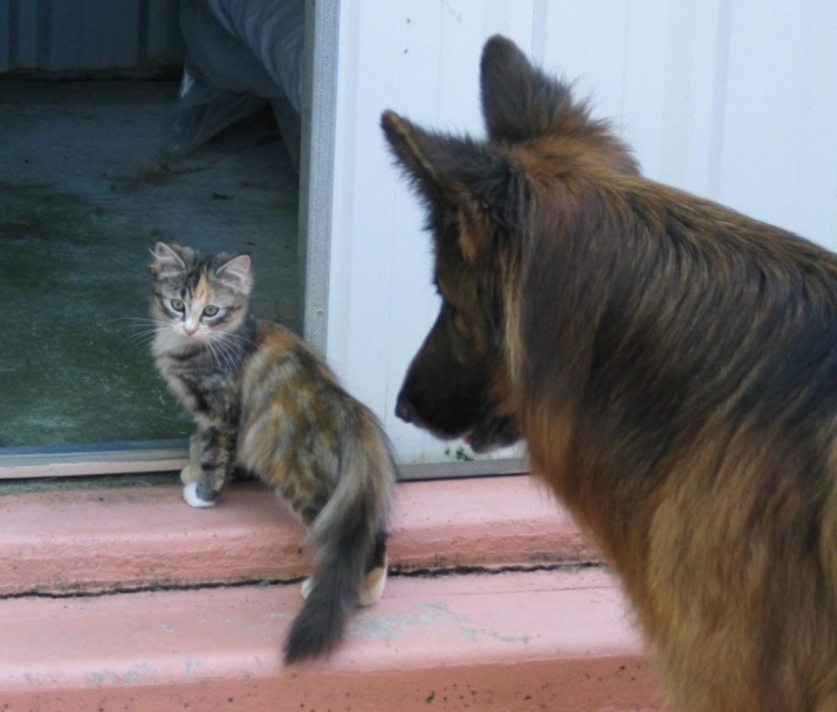 pets-for-therapy