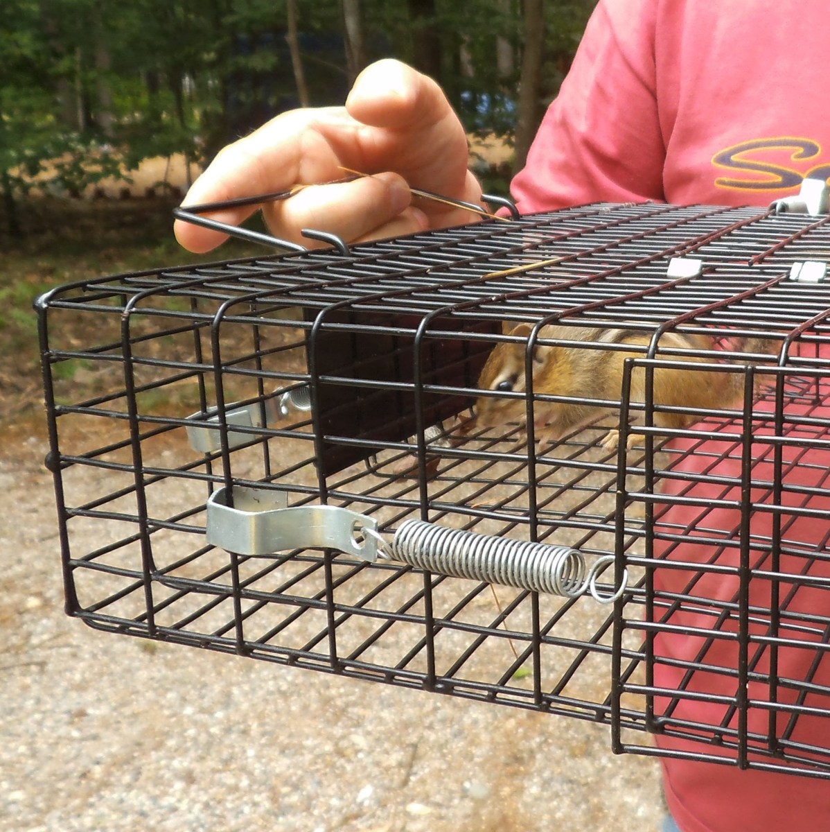 Captured chipmunk is ready to move to a new territory.