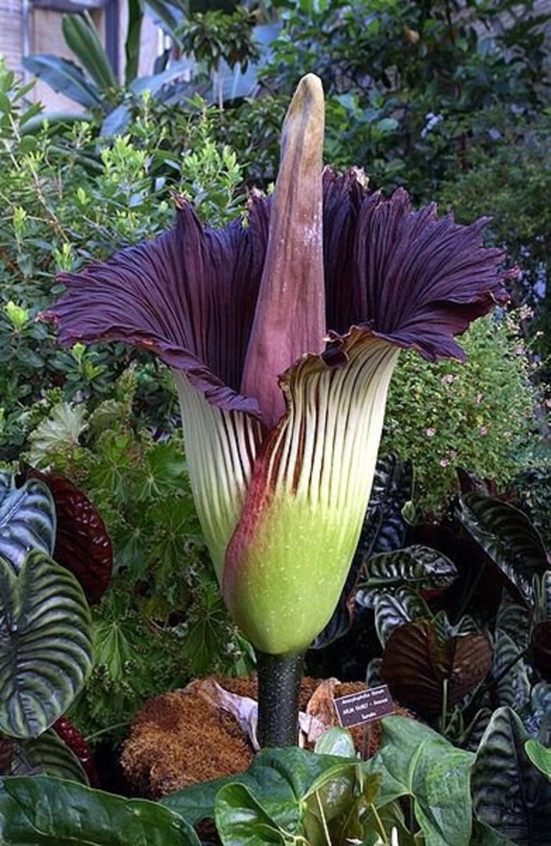 All About The Corpse Flower Hubpages