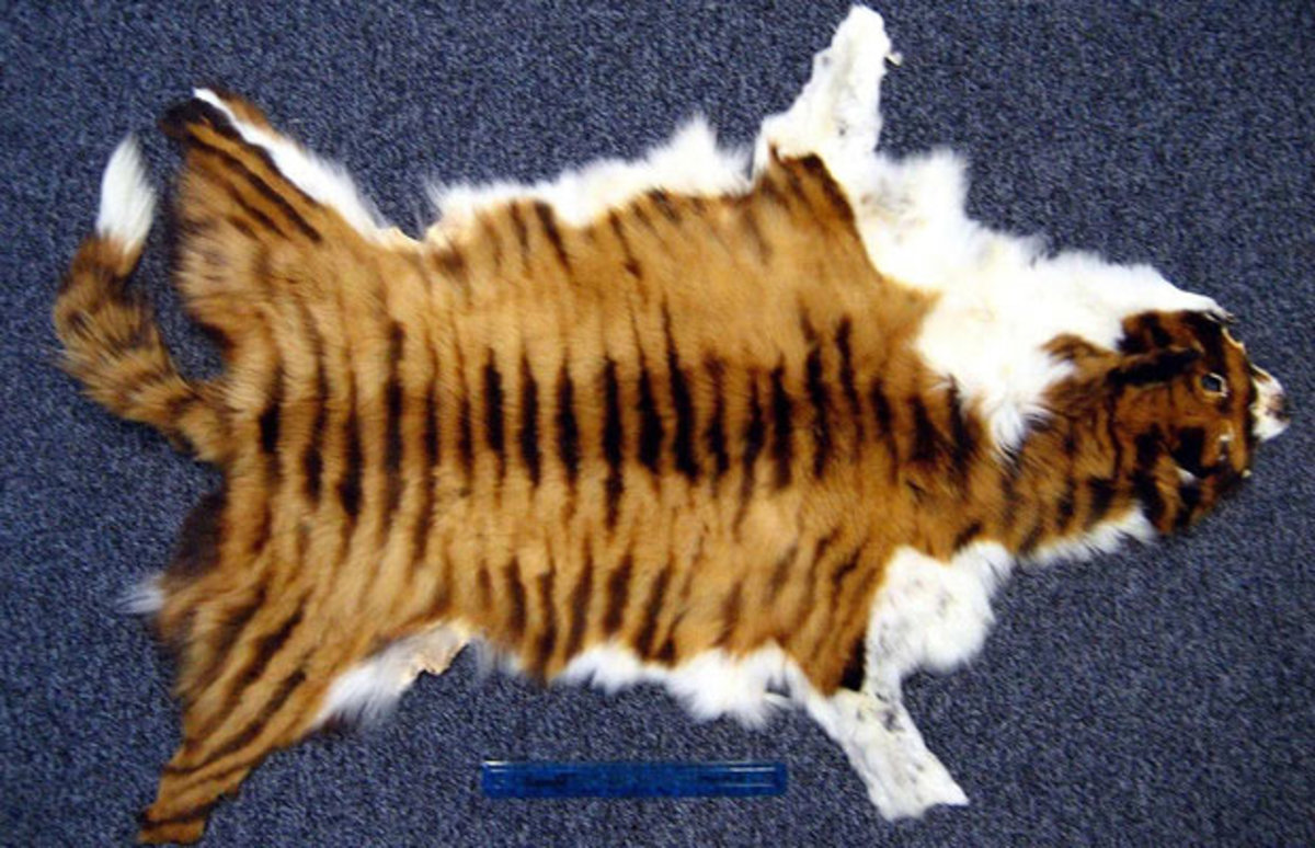 striped-animals
