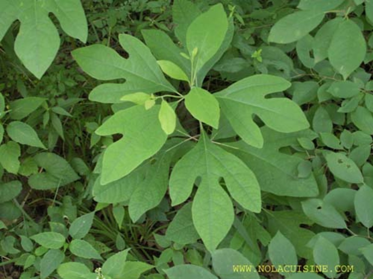 Identifying Trees By Their Leaves: Three Different Leaf Shapes of the Sassafras Tree