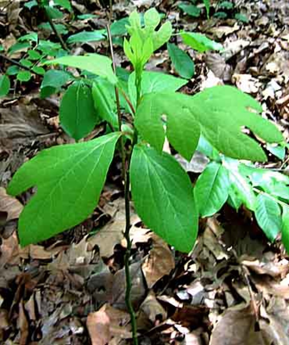 identifying-trees-three-different-leaf-shapes-of-the-sassafras-tree
