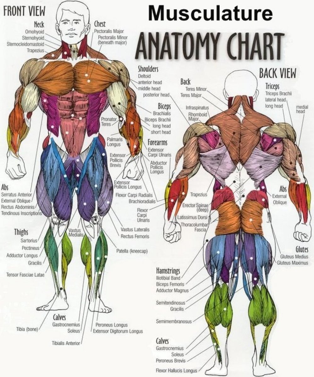 Human Anatomy and Physiology of Muscles