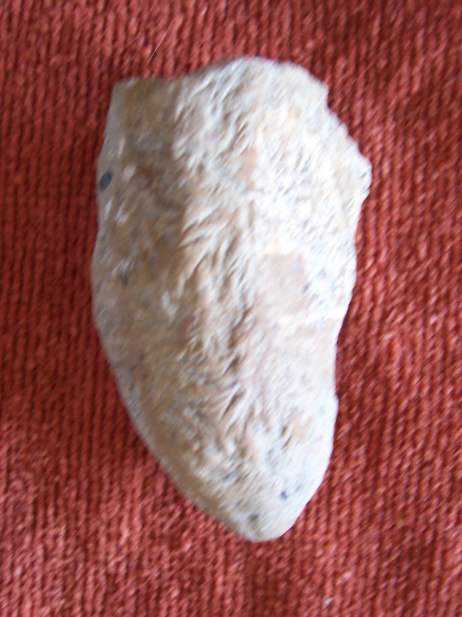 Part of an Ammonite possibly