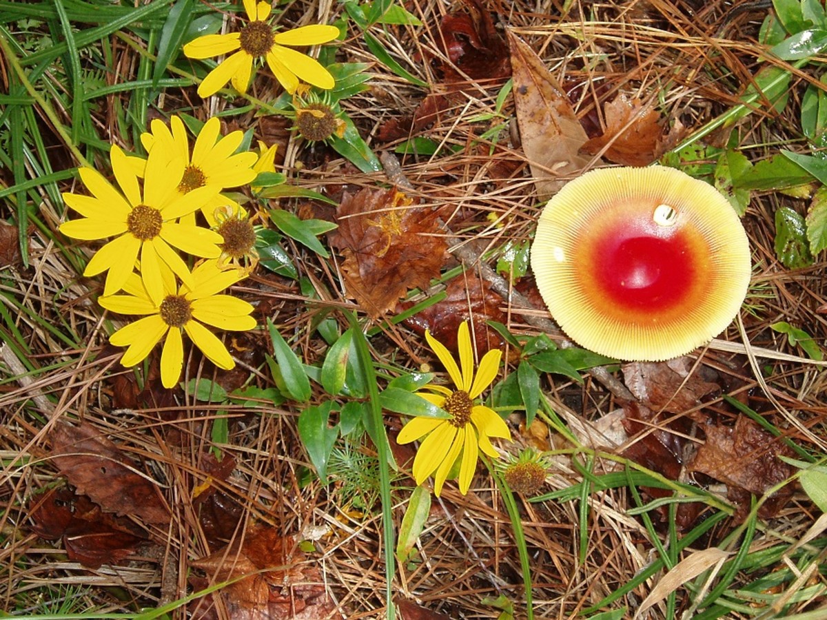 Swamp sunflowers and Amanita mushrooms grow in the same habitat and make a lovely Halloween display.
