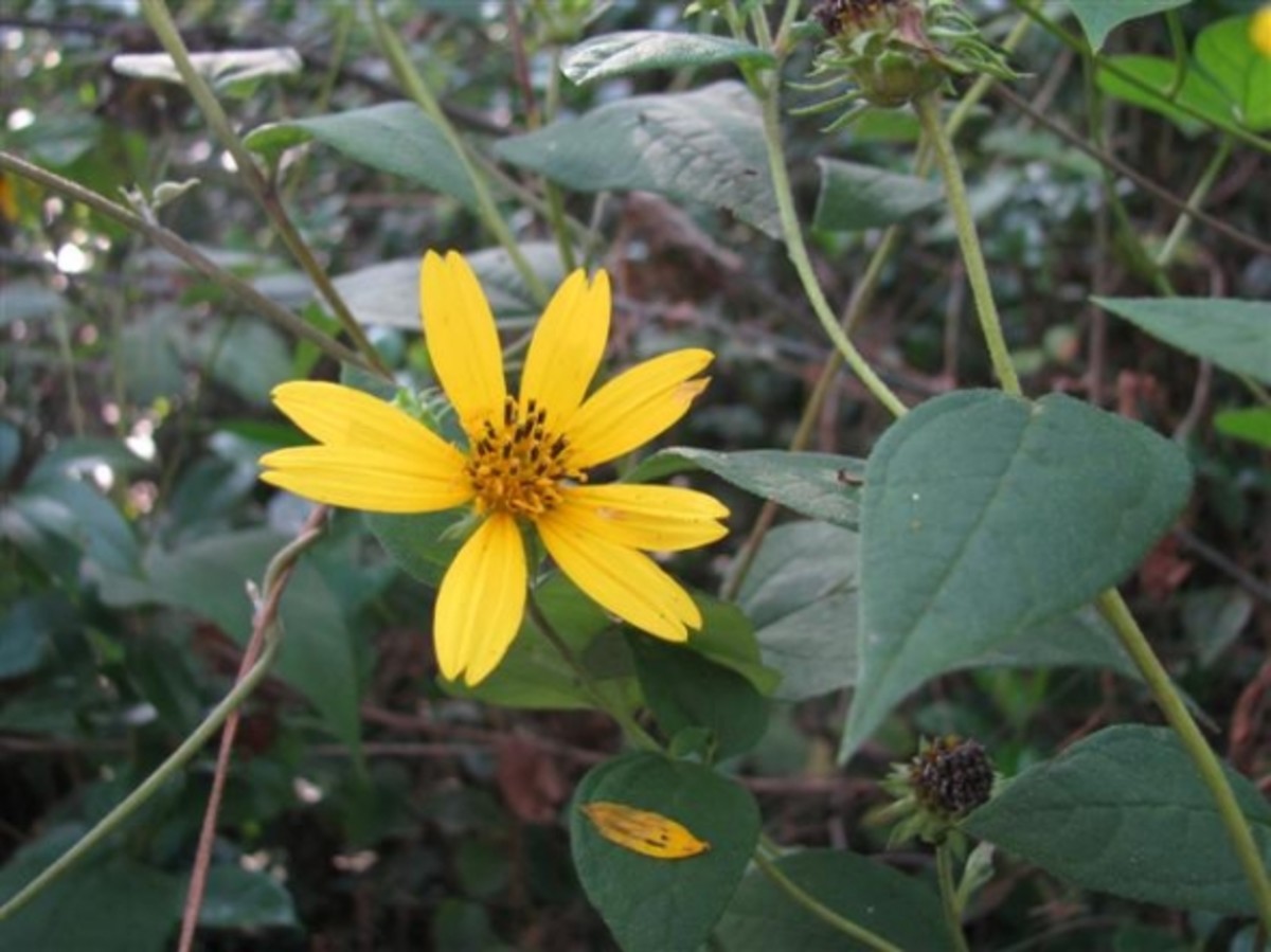 October Gold Blooming Native Sunflowers for Your Garden HubPages