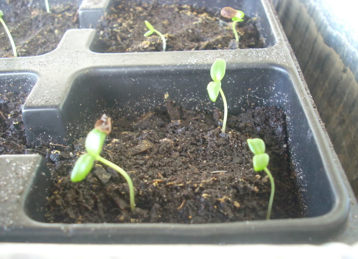 grow-milkweed