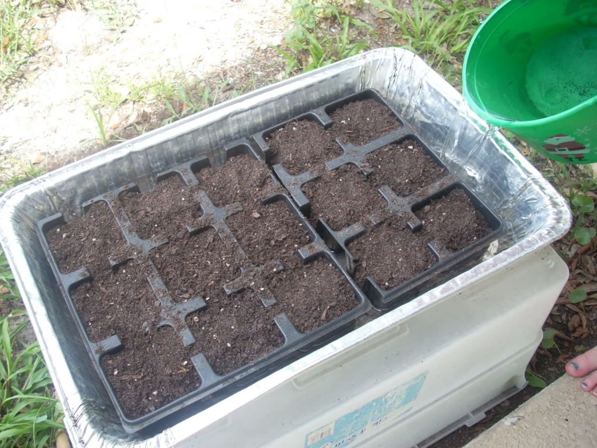 bulk pumpkin seeds for planting Survival Garden Seeds - 5 Packets Small Sugar Pumpkin Seed main image 1