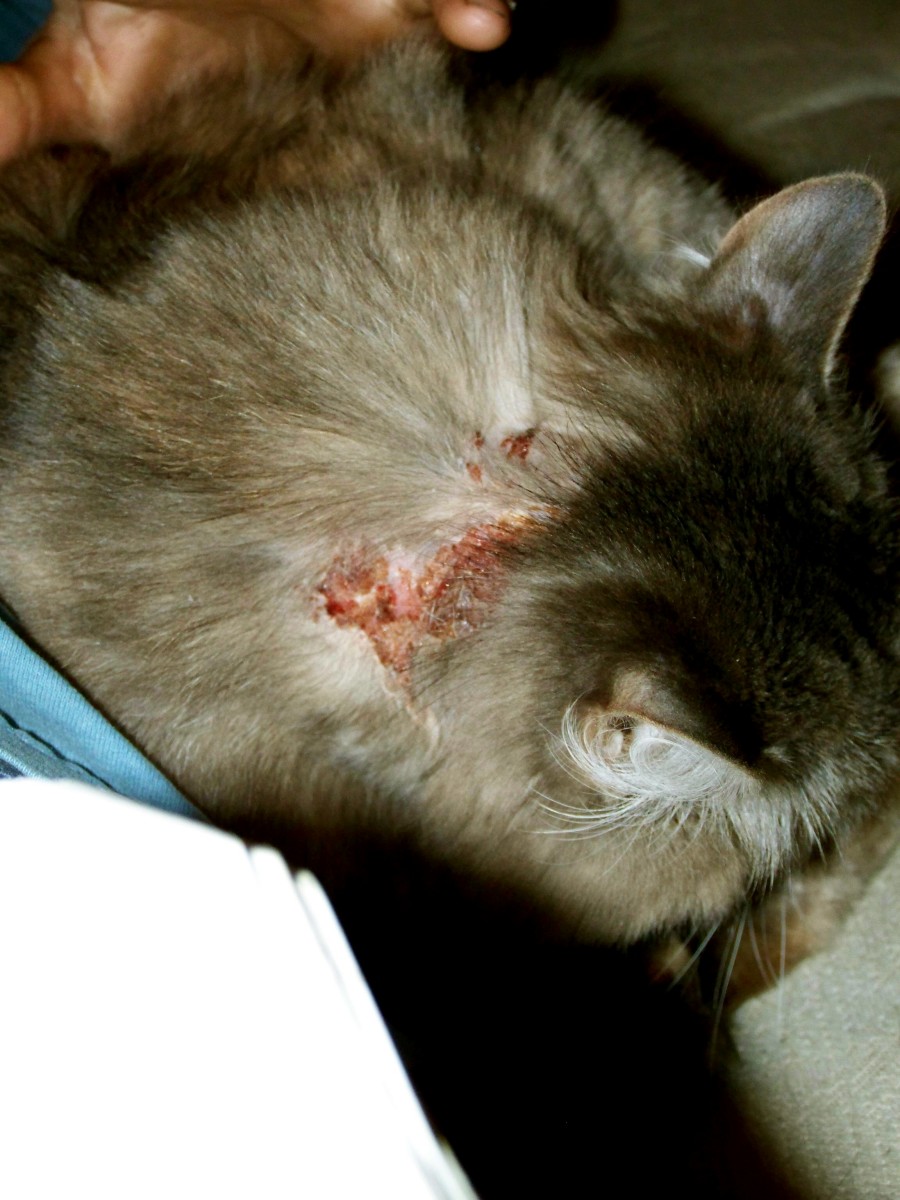 first-shield-flea-medication-for-cats-dogs-is-poison