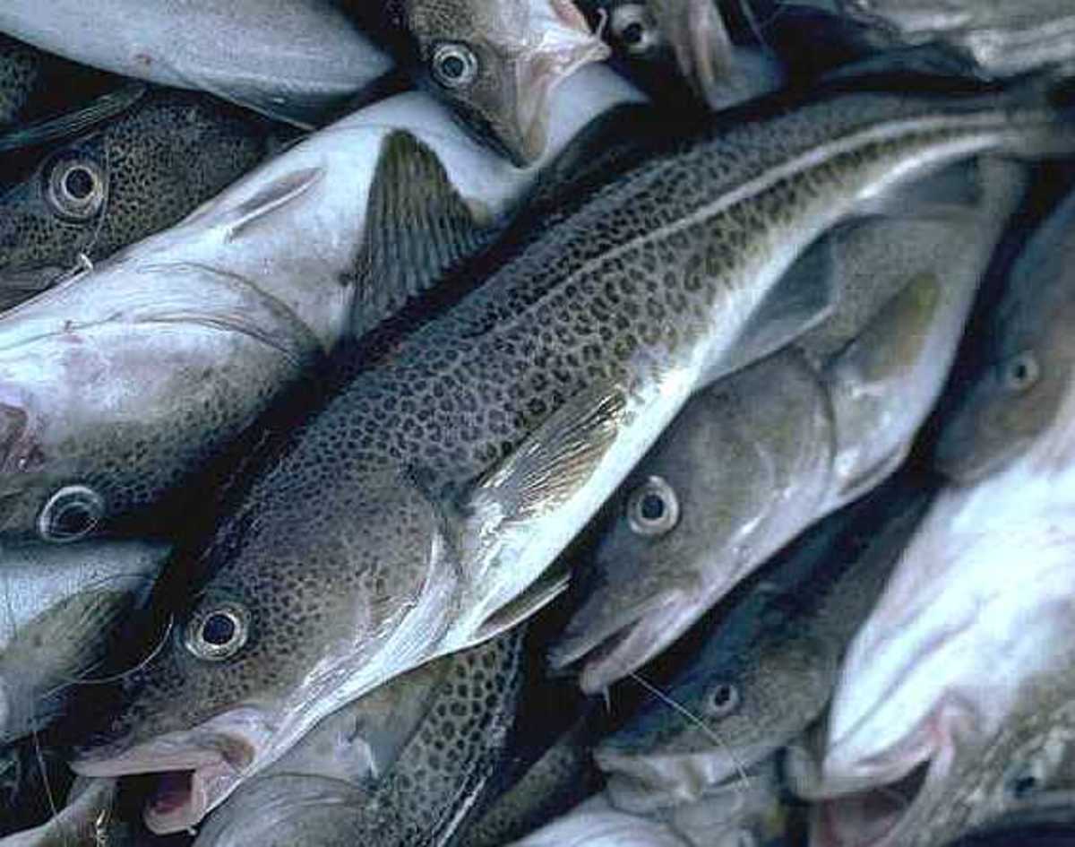 true-fishes-bony-fishes-barracudas-cod-and-herring