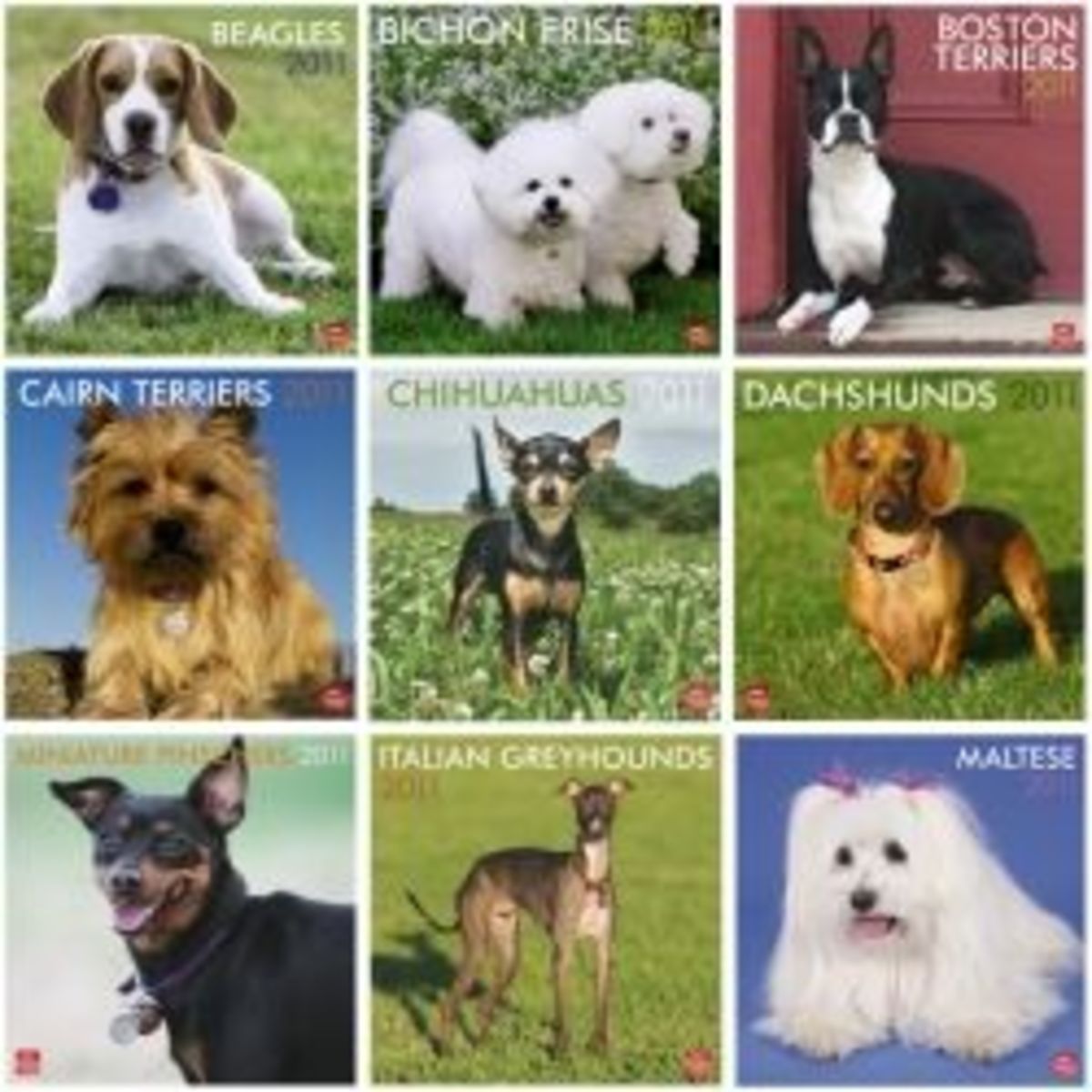 Types of Small Dogs