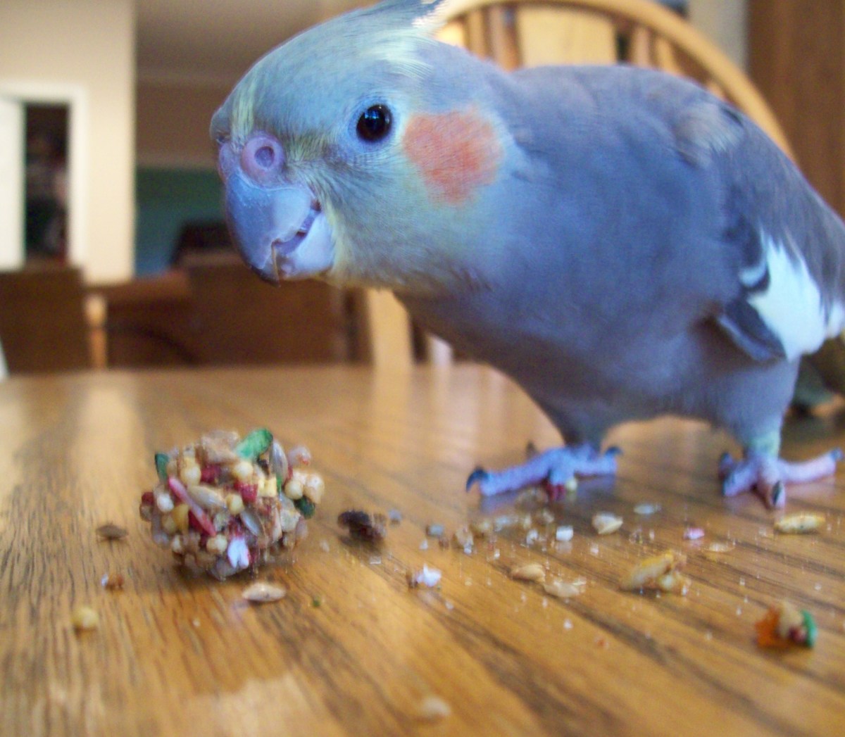 Here's what Rocky looks like as he eagerly pecks at a treat.