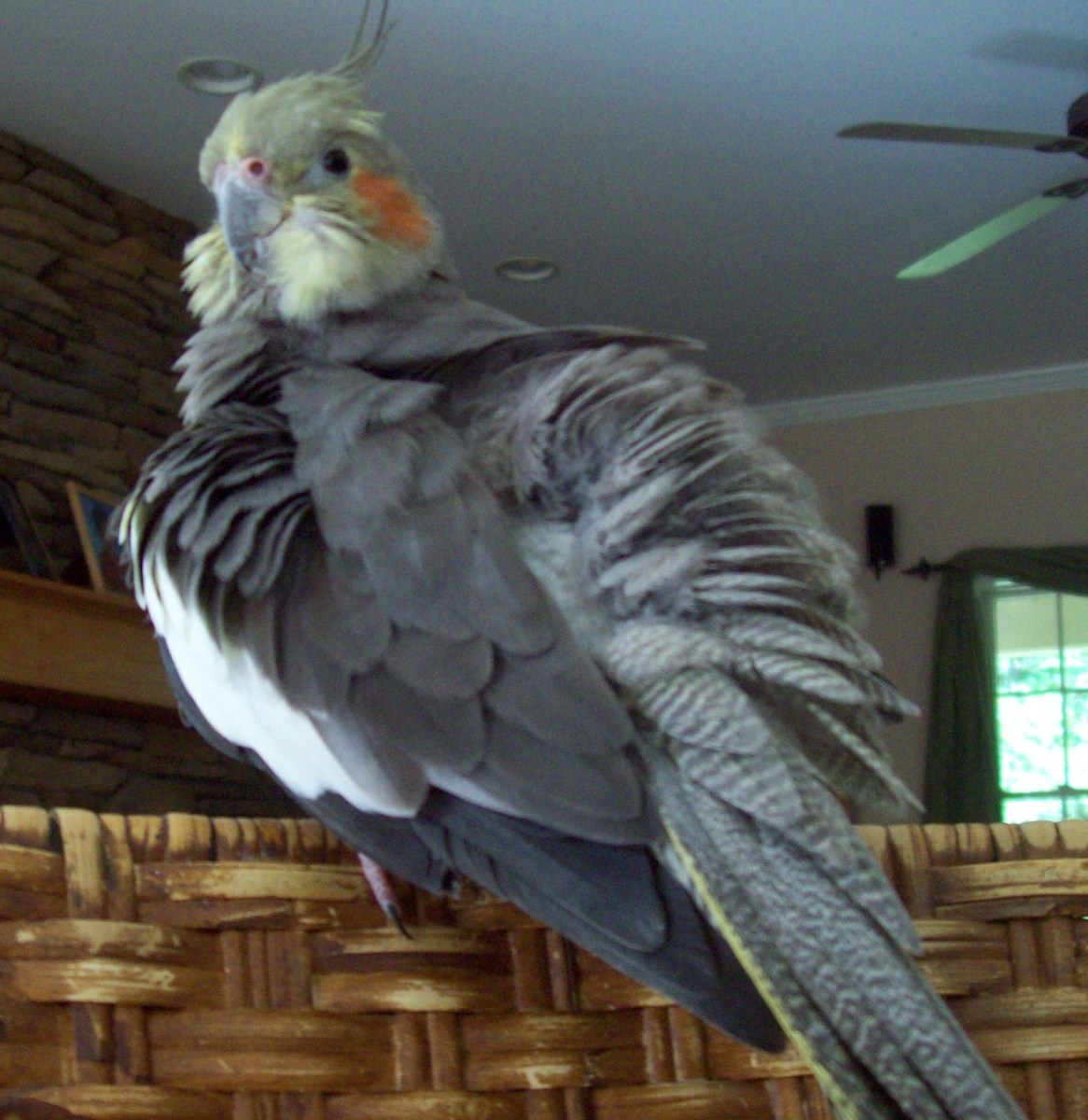 Rocky frequently fluffs up all his feathers.