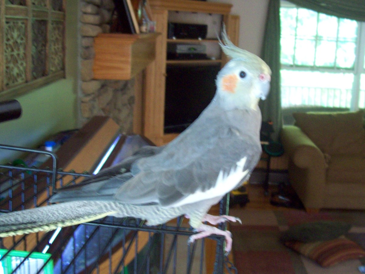 Rocky likes to give a proud chirp when he lands on top of his cage.