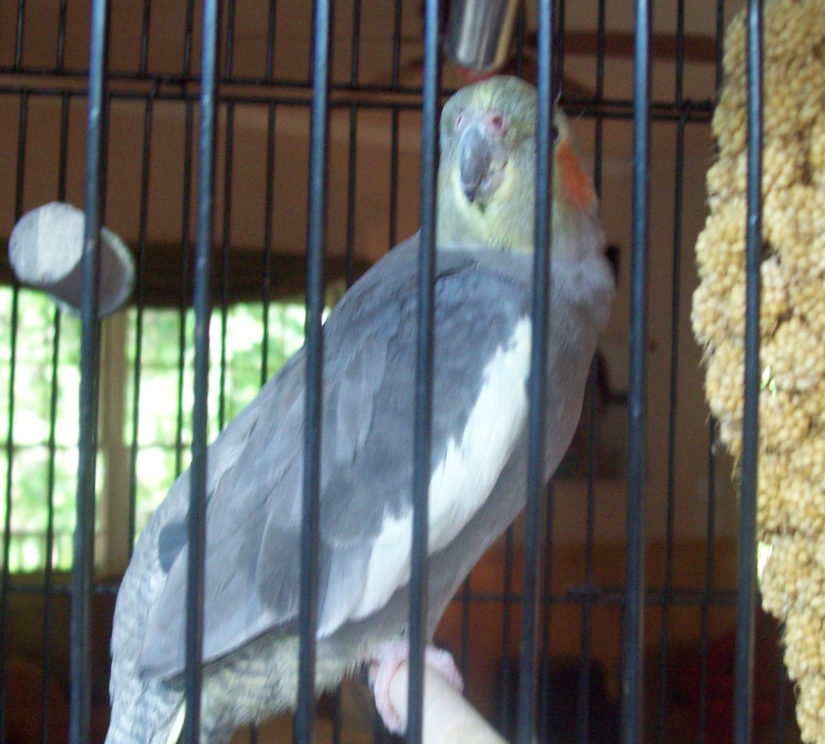 Here's Rocky looking out of his cage. You can see his millet on the right.