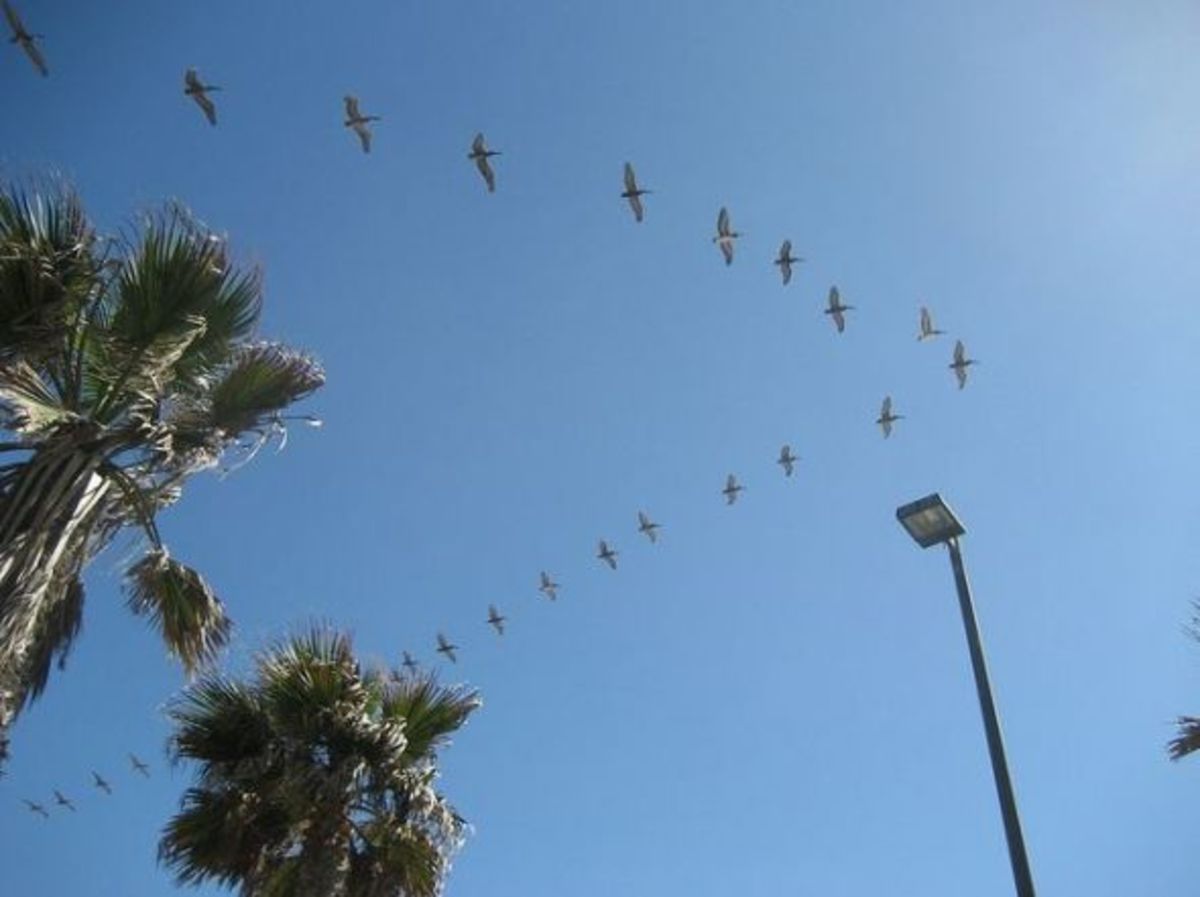 why-birds-fly-in-v-formation