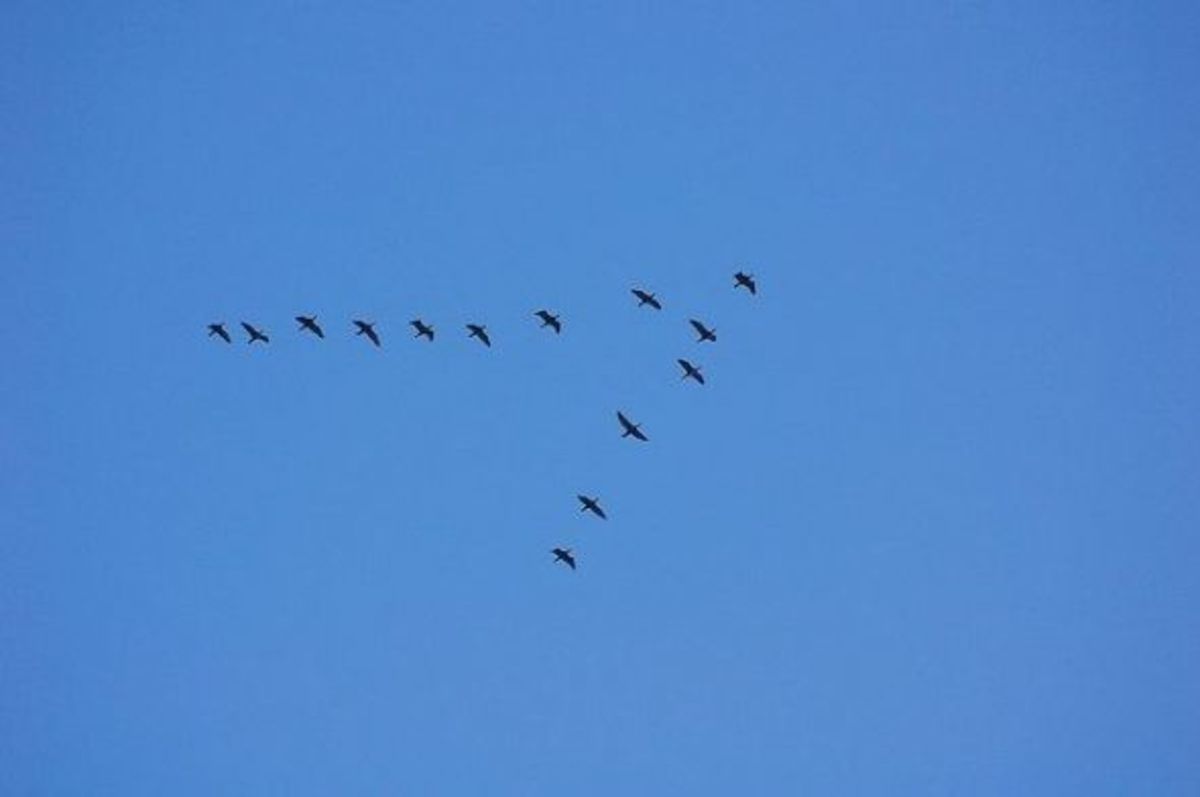 why-birds-fly-in-v-formation