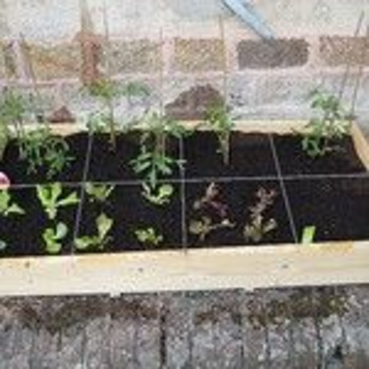 squarefoot-gardening
