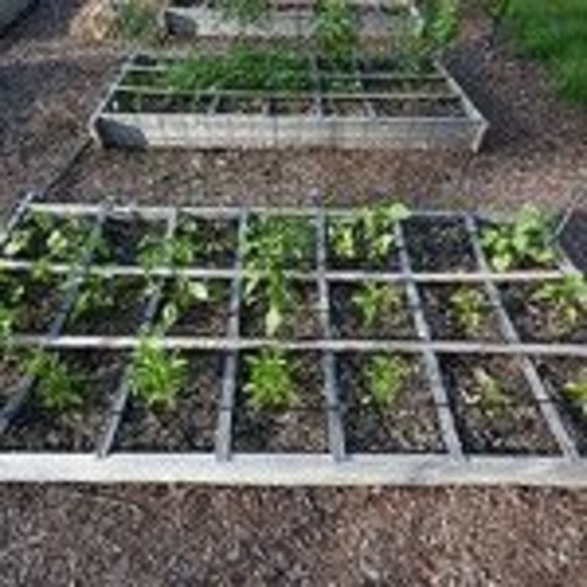squarefoot-gardening