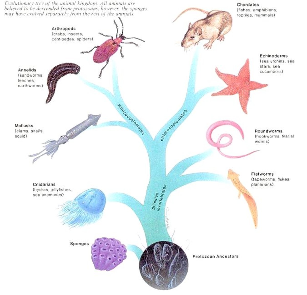 The animal family tree