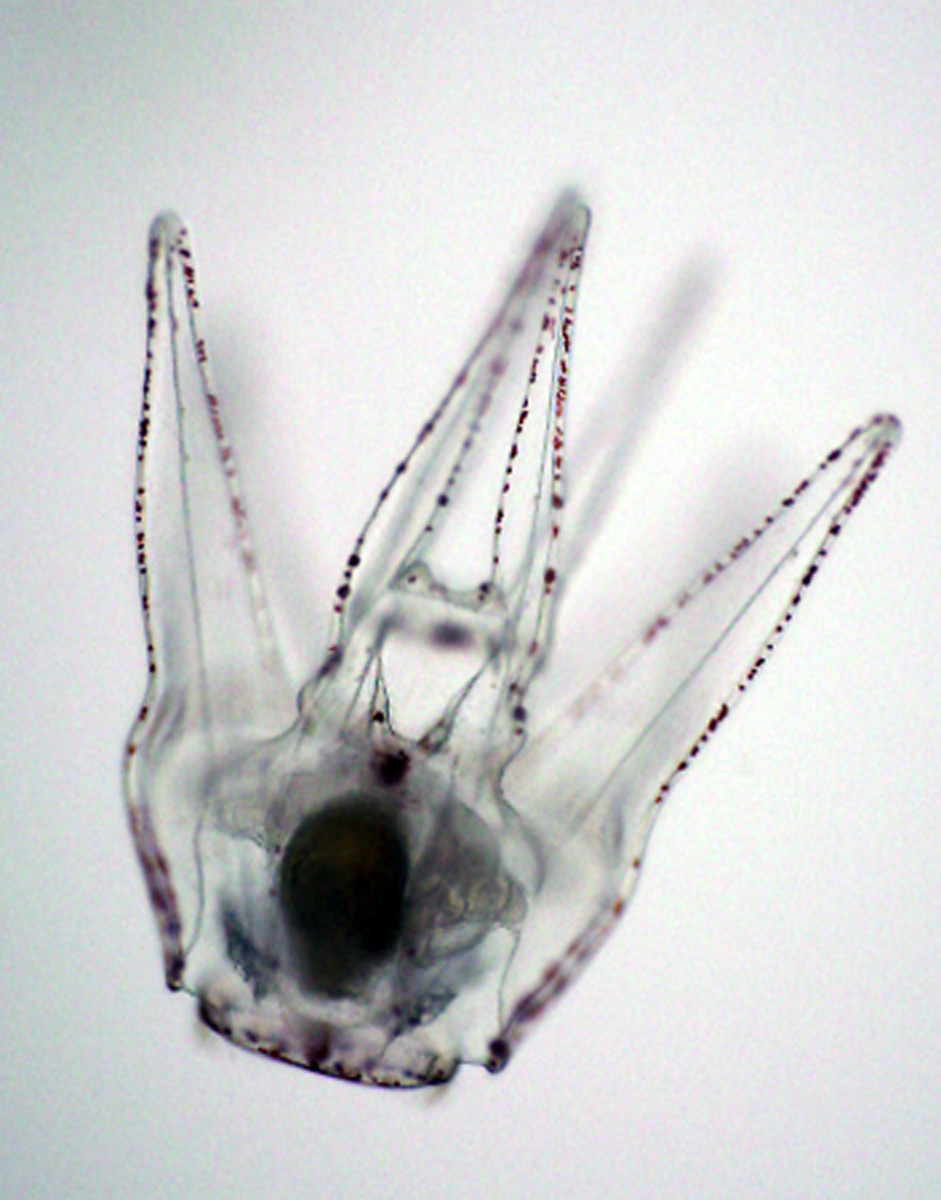 Larval sea urchin (Strongylocentrotus purpuratus)