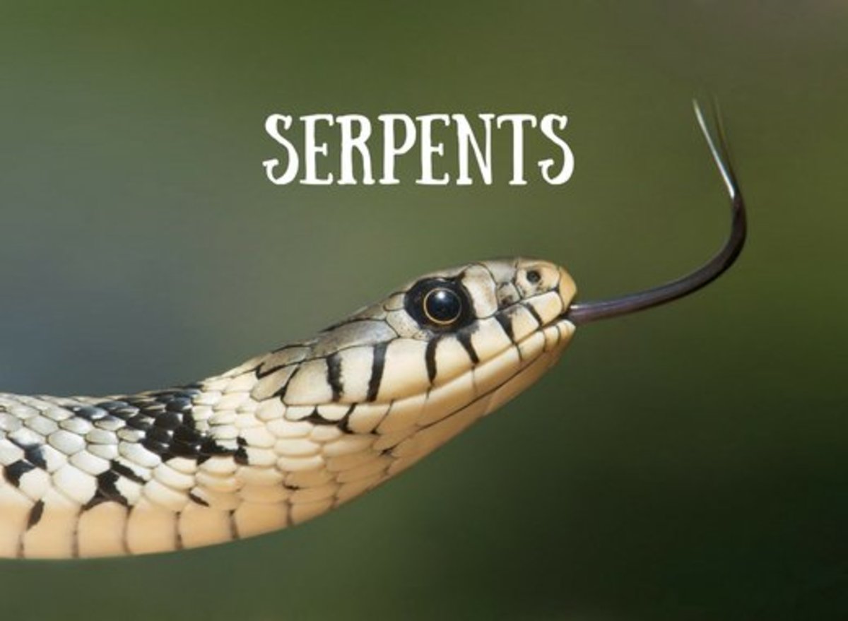 prayer-against-evil-spirit-serpents-birds-and-flies