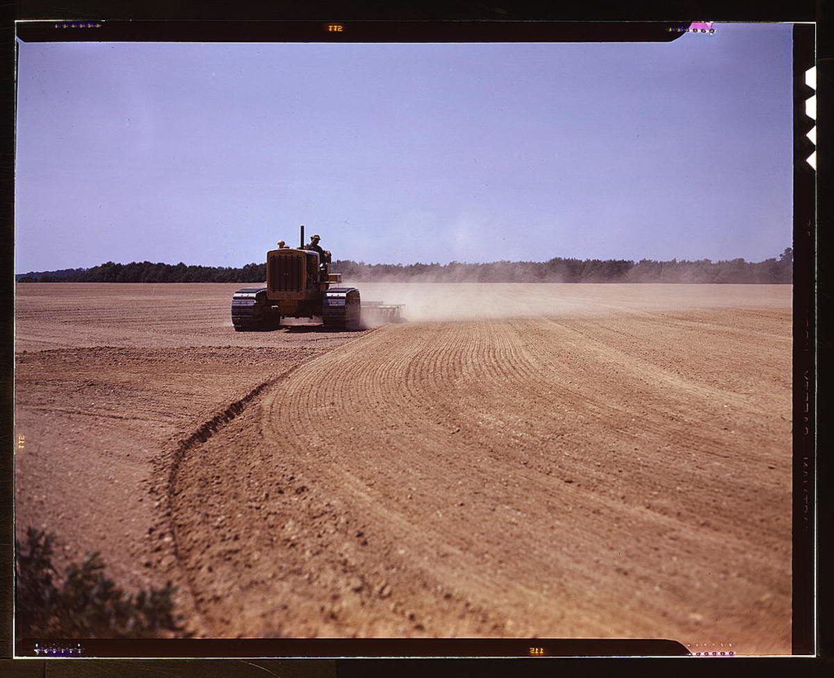 Big time food production was getting underway in 1942 at the Seabrook Farm in Bridgeton N.J. The big Cat is pulling a gang of disk harrows in a future field of string beans. A nearby cannery would process the crop.