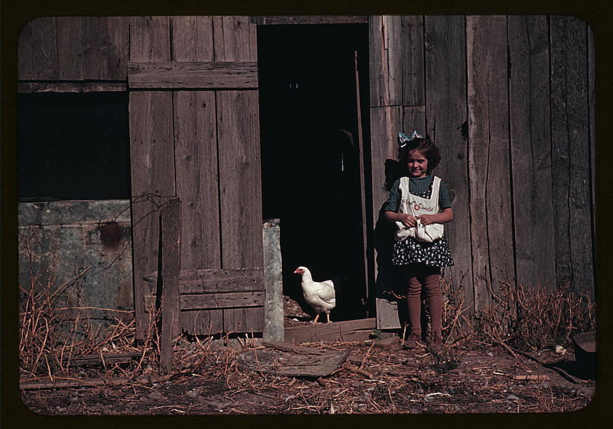 Just a picture of a  little girl with an apron full of eggs and a disapproving hen  but this speaks volumes about childhood back then. She doesn't seem to mind at all that video games haven't yet been invented (in 1941). Location unknown.