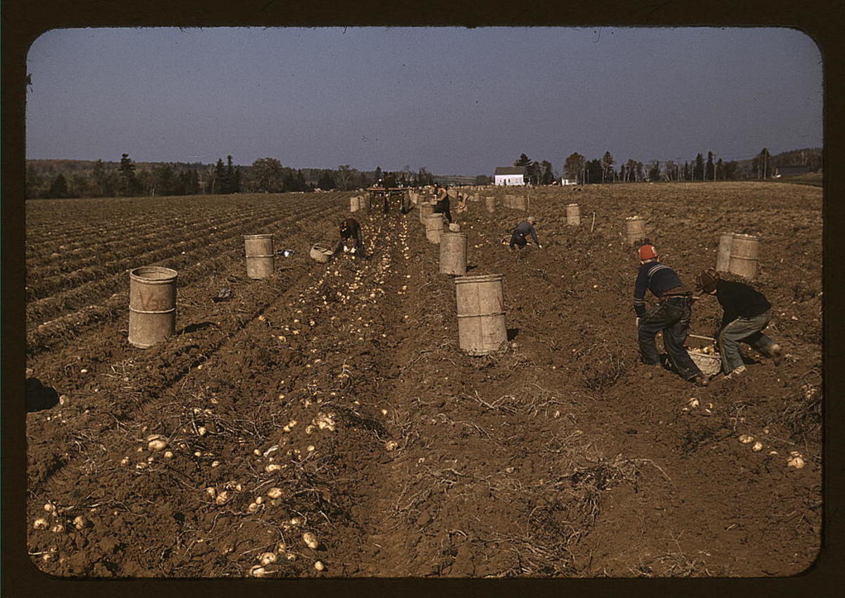 Children gather potatoes on a large farm, near Caribou, Maine. Schools didn't open until the potatoes were harvested. Date: 1940.