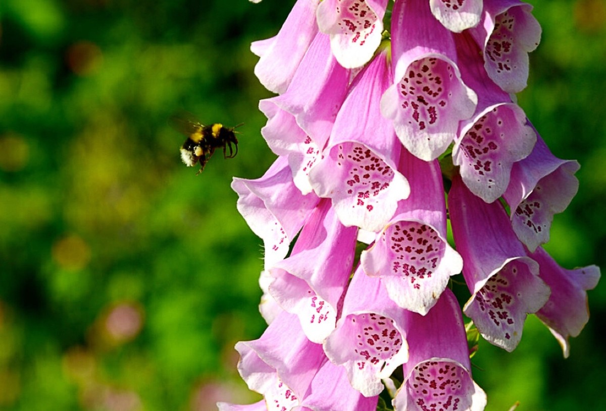 A bee visiting foxglove flowers