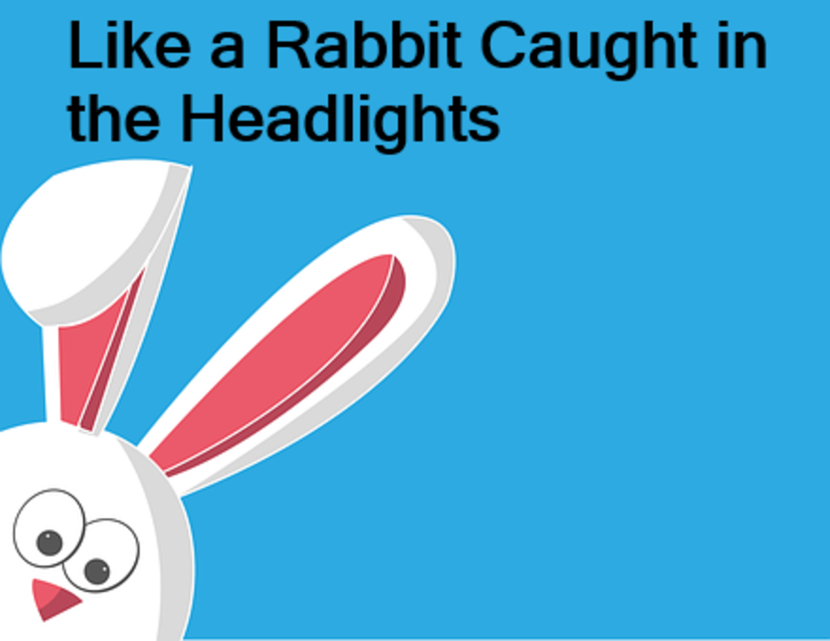 A Rabbit In The Headlights Phrase Meaning at Charles Lett blog