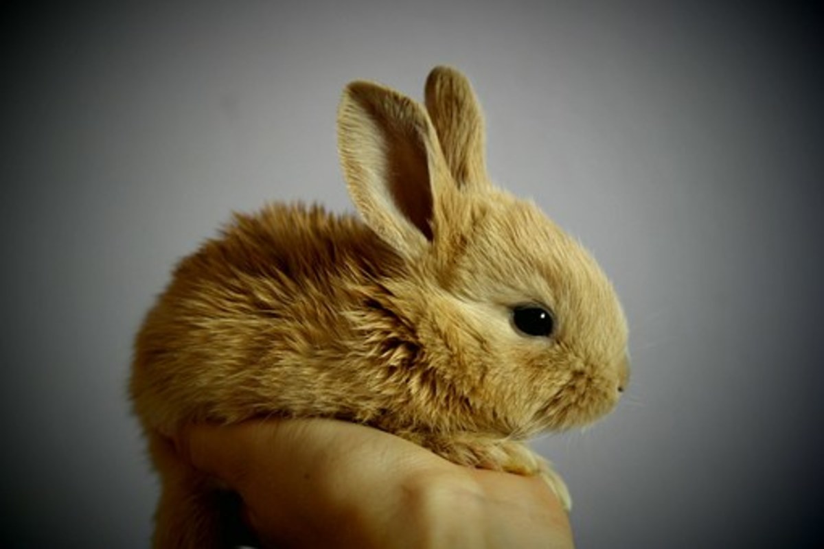 20 Rabbit Idioms Explained HubPages