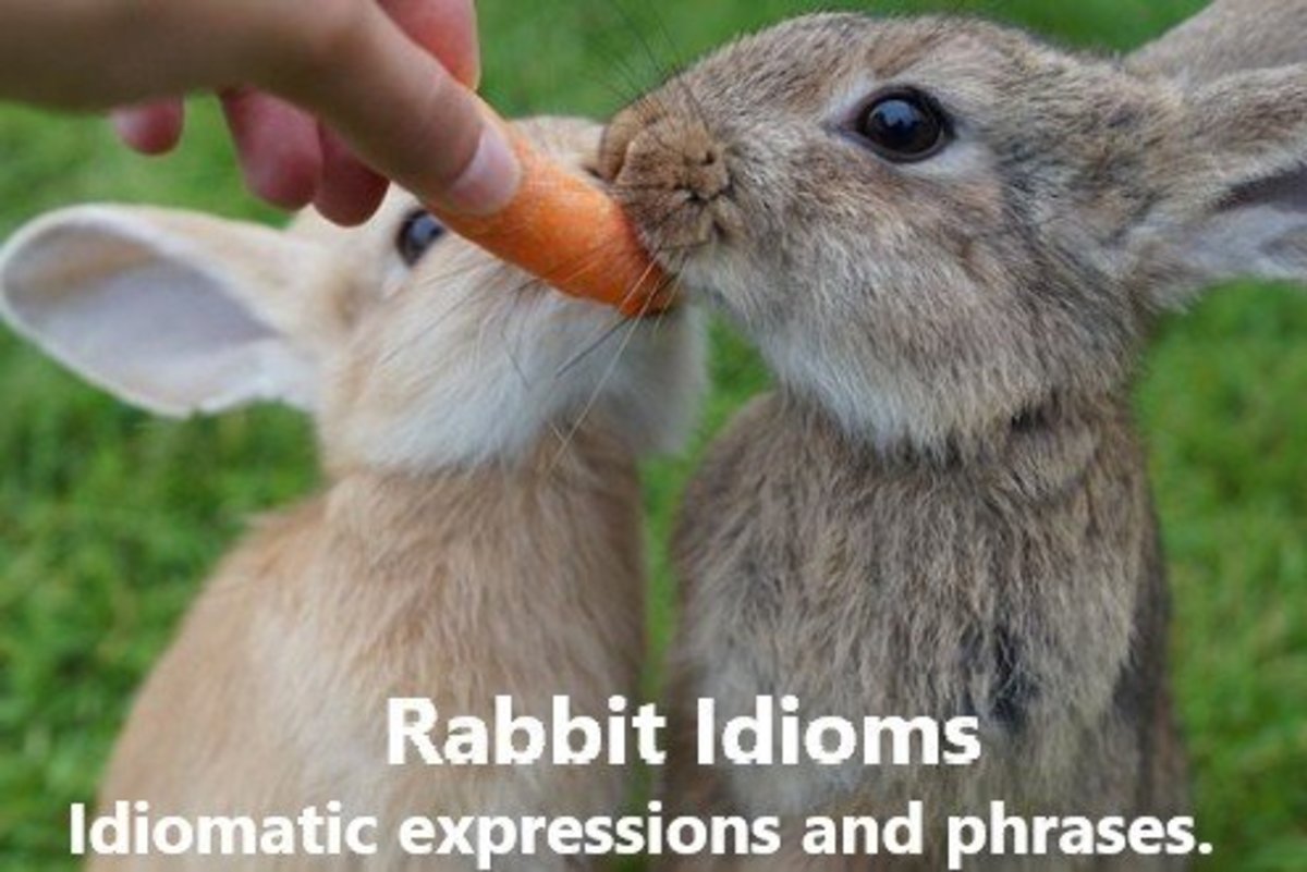 Rabbit food. We all know that rabbits enjoy eating carrots and salad.