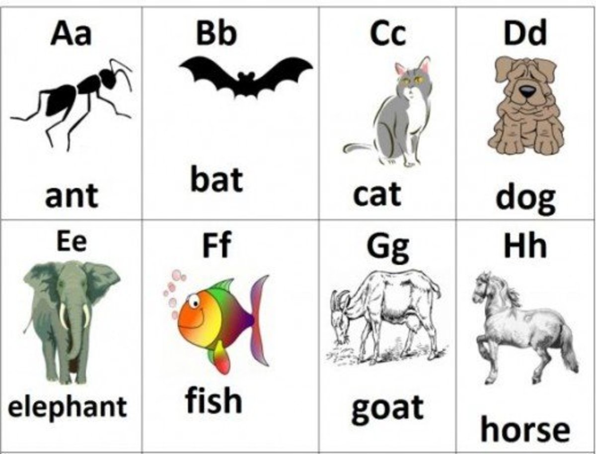 Toys Games Toys South African Animal Alphabet Flash Cards Etna pe