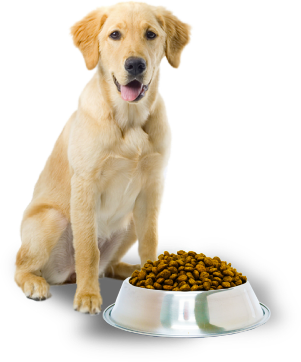 Dog cat food. Корм для собак. Миска для собак. Еда для животных. Еда для собак.